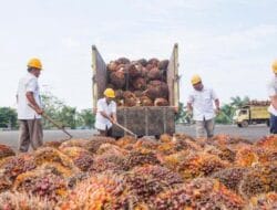 Sempat Turun Berturut-turut, Kini Harga CPO Melonjak