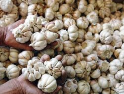 KPK Didesak Periksa Mafia Impor Bawang Putih